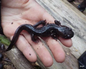 Northwestern Salamander Ambystoma gracile in a hand