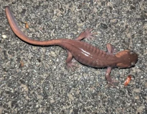 Northwestern Salamander Ambystoma gracile on gravel (2)