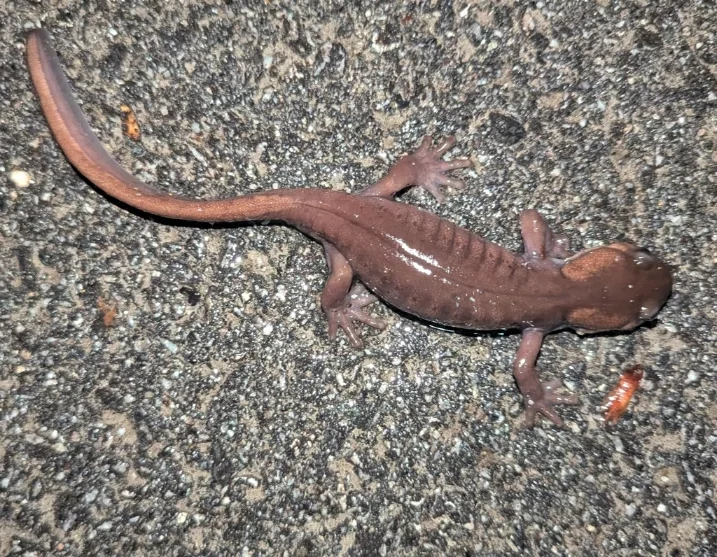 Northwestern Salamander Ambystoma gracile on gravel (2)