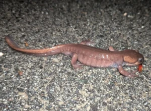 Northwestern Salamander Ambystoma gracile on gravel
