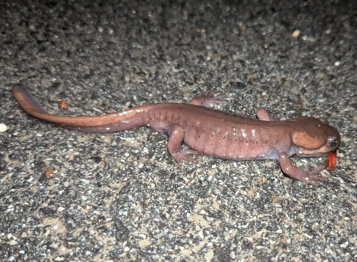 Northwestern Salamander Ambystoma gracile on gravel