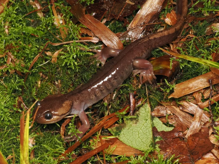 Northwestern Salamander Ambystoma gracile on wet ground