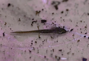 Palmate Newt Lissotriton helveticus larva 1