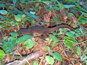 Rough-skinned Newt Taricha granulosa on gravel 1