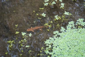 Rough-skinned Newt Taricha granulosa underwater