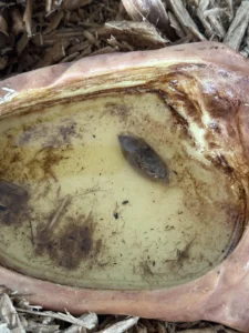 Salamander poop in a bowl