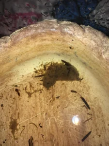 Salamander poop in water