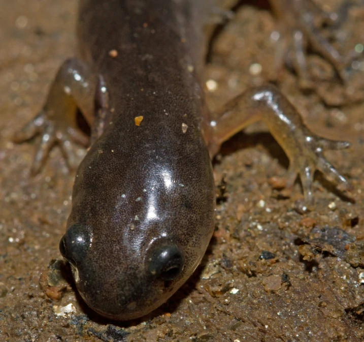 Small-mouthed Salamander Ambystoma texanum head close up
