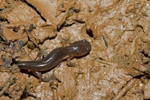 Small-mouthed Salamander Ambystoma texanum on brown mud