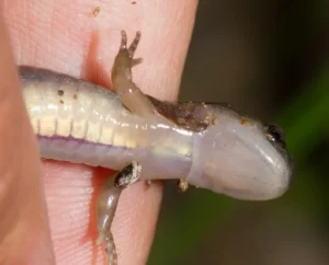 Small-mouthed Salamander Ambystoma texanum underside