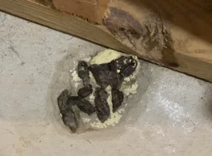 Snake poop with white urates on the floor next to a wooden shelf