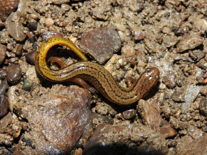 Southern Two-lined Salamander Eurycea cirrigera on wet ground 1