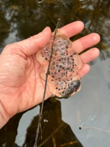 Salamander egg masses have a firm texture, and hold their shape of water.