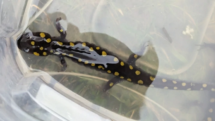 Do Salamanders Recognize Their Owners?
