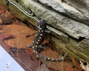 Spotted Salamander Ambystoma maculatum in water