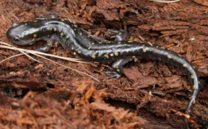 Spotted Salamander Ambystoma maculatum on a dry log 2