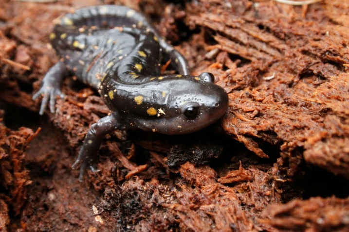 Spotted Salamander Ambystoma maculatum on a dry log 4
