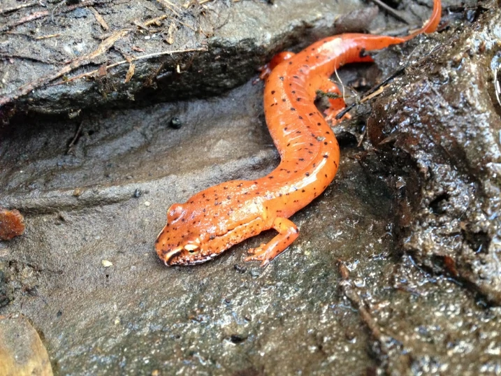 Spring Salamander Gyrinophilus porphyriticus on muddy ground
