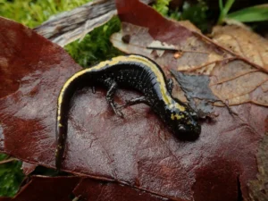 Western Long-toed Salamander on brown leaf