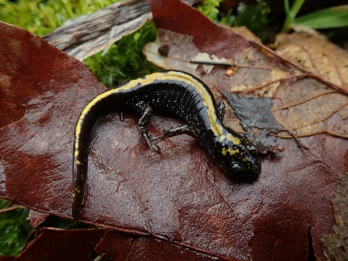 Western Long-toed Salamander on brown leaf