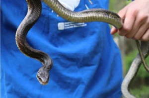 Western Ratsnake being handled 4