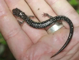 Western Slimy Salamander Plethodon albagula in a hand