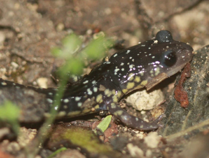 Western Slimy Salamander Plethodon albagula on green moss 1