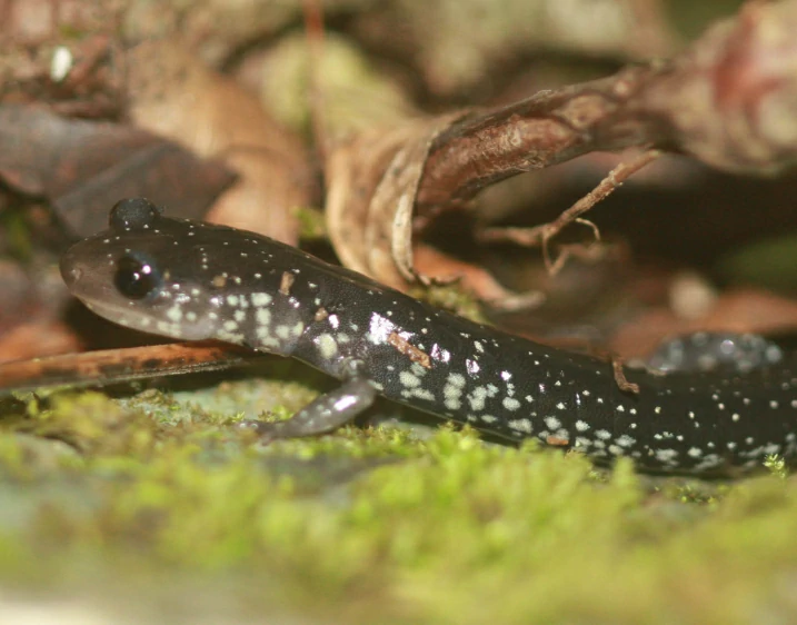 Western Slimy Salamander Plethodon albagula on green moss