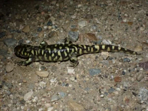 Western Tiger Salamander Ambystoma mavortium on rocky ground