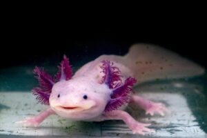 Adult-aquatic-salamanders-such-as-axoltls-breahe-through-their-gills