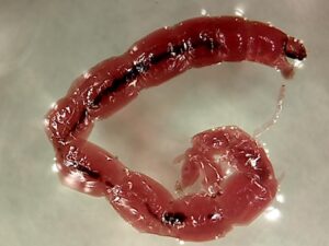 Bloodworm