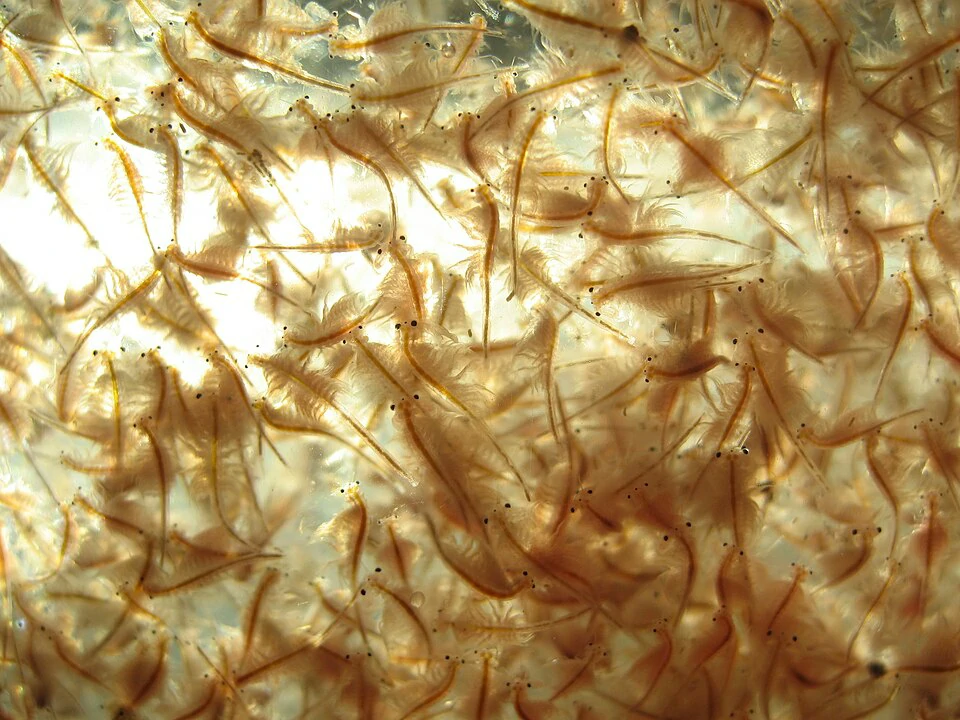 Brine Shrimp