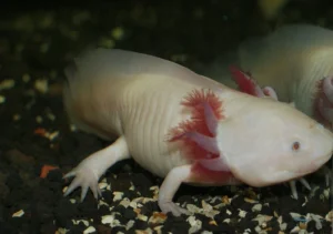 Axolotl in a tank