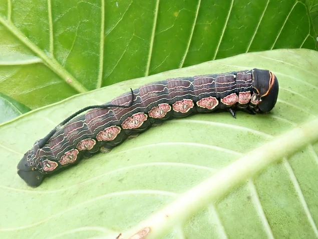 Caterpillar (2)