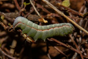 Caterpillar