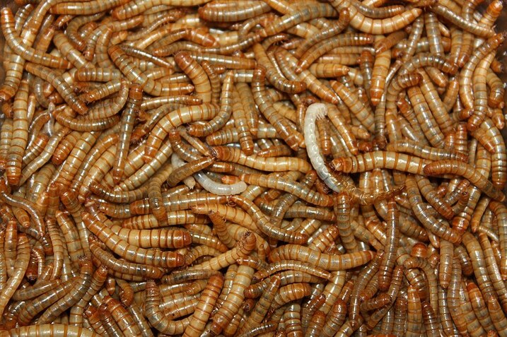 Dried mealworms