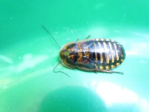 Dubia roach (2)