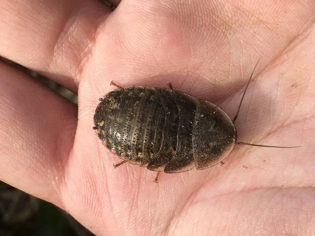 Dubia roach