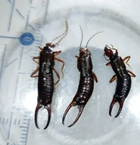 Earwig 1