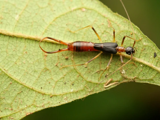 Earwig (2)