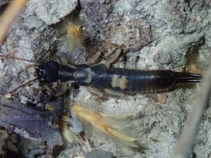 Earwig
