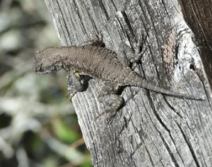 Fence Lizard