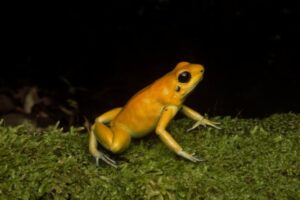 Golden Poison Dart Frog 4