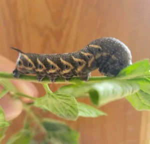 Hornworm 2