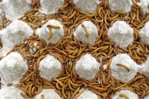 Mealworms on an egg carton
