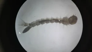 Mosquito Larvae