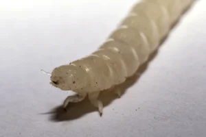 Newly-molted-mealworm-with-a-soft-shell