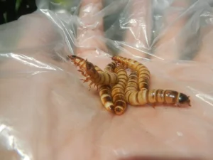 Superworms on hand
