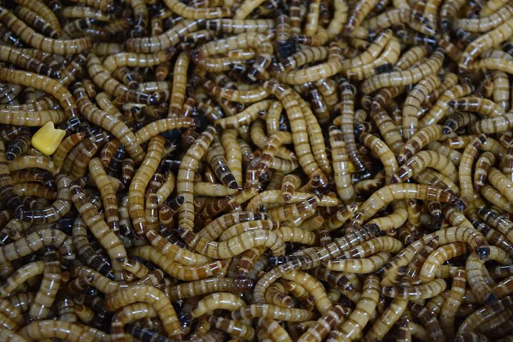Superworms