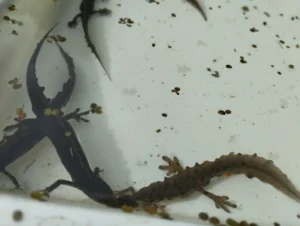 3 Smooth newts in water